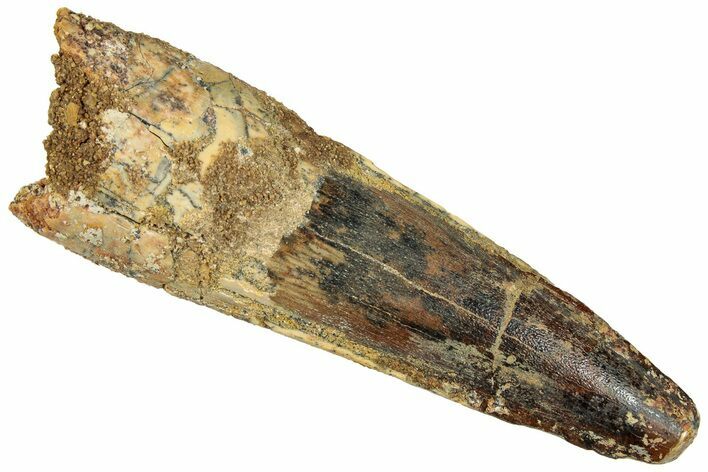 Fossil Spinosaurus Tooth - Real Dinosaur Tooth #293985